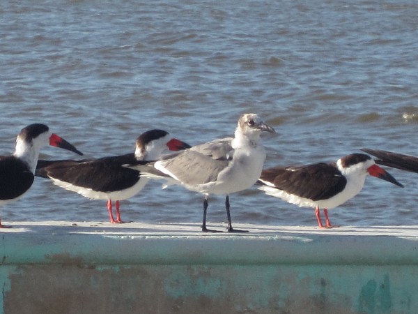 Seagulls and birds with red beaks...
